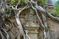 Tree roots cover the temple in Sambor Prei Kuk, Cambodia Royalty Free Stock Photo