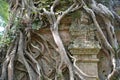 Tree roots cover the temple in Sambor Prei Kuk, Cambodia Royalty Free Stock Photo