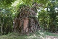 Tree roots cover the temple in Sambor Prei Kuk, Cambodia Royalty Free Stock Photo