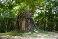 Tree roots cover the temple in Sambor Prei Kuk, Cambodia Royalty Free Stock Photo