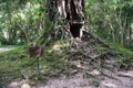 Tree roots cover the temple in Sambor Prei Kuk, Cambodia Royalty Free Stock Photo