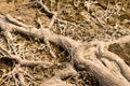A tree with roots that are covered in dirt and moss Royalty Free Stock Photo