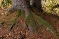 Tree roots covered with moss visible through soil in autumn forest Royalty Free Stock Photo