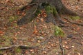 Tree roots covered with moss visible through soil in autumn forest Royalty Free Stock Photo