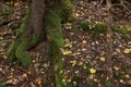 Tree roots covered with moss visible through soil in autumn forest Royalty Free Stock Photo