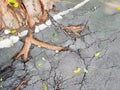 Tree roots cracking asphalt road Royalty Free Stock Photo