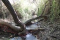 Tree Roots, Dalyot Brook, Dalyot Nature Reserve Park, Israel