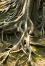 Tree Roots Royalty Free Stock Photo