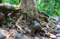 Tree roots Royalty Free Stock Photo
