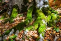 Tree Roots Emerging from Ground Covered in Moss Royalty Free Stock Photo