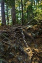 Tree roots entangle the trail.