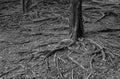 Tree roots exposed above the ground Royalty Free Stock Photo