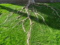 Tree roots in the lawn Royalty Free Stock Photo