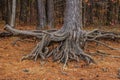 Tree roots exposed closeup Royalty Free Stock Photo