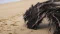 Tree roots exposed at the coastline, the coastline is affected by sea wave erosion Royalty Free Stock Photo