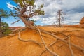 Tree Roots Exposed Due to Erosion Royalty Free Stock Photo