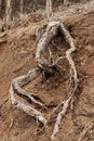 Tree Roots Exposed Due to Soil Erosion Royalty Free Stock Photo