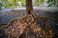 Tree roots exposed on the edge of Fall creek at the base of Ithaca falls, New York Royalty Free Stock Photo