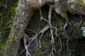 Tree roots exposed on hillside Royalty Free Stock Photo