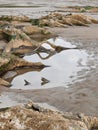 Tree roots exposed on sandy ocean beach Royalty Free Stock Photo