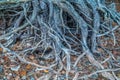 Tree roots exposed at the shoreline closeup Royalty Free Stock Photo