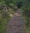 Tree roots exposed on the surface of a small Footpath through the woods of Tentsmuir Forest in Fife. Royalty Free Stock Photo