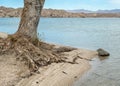 Tree roots exposed by the water Royalty Free Stock Photo