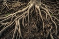 Tree roots extending in all directions from a tree. Generative AI realistic illustration