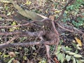 Tree Roots and Fallen Branches Cover the Forest Floor in Autumn Light Royalty Free Stock Photo