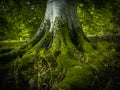 Tree Roots In A Forest Royalty Free Stock Photo