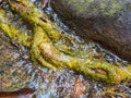Tree roots on a forest stream Royalty Free Stock Photo