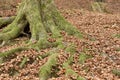 Tree roots full of moss, coming out of the ground Royalty Free Stock Photo