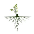 Tree Roots and germinate limb. Roots of plants. Vector Illustration