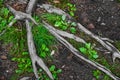 Tree roots in grass and soil Royalty Free Stock Photo