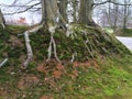 Nature Tree roots in a grass verge Royalty Free Stock Photo