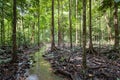 Tree roots and green forest,Landscape rain forest National Park