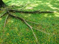 Tree roots on green grass ground