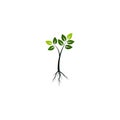 Tree with the roots, green spring tree vector illustration