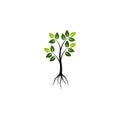 Tree with the roots, green spring tree vector illustration