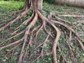The tree roots grew intertwined Royalty Free Stock Photo