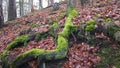 Tree roots with ground covered with moss in forest Royalty Free Stock Photo