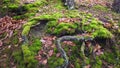 Tree roots with ground covered with moss in forest Royalty Free Stock Photo