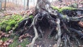 Tree roots with ground covered with moss in forest Royalty Free Stock Photo