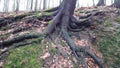 Tree roots with ground covered with moss in forest Royalty Free Stock Photo