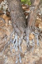 Tree roots on the ground Royalty Free Stock Photo
