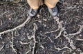 tree roots grow from feet with shoes on ground