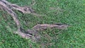 Tree roots that grow on the grass