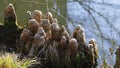 Tree roots grow in a small lake upwards, elves Droll home