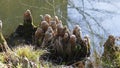 Tree roots grow in a small lake upwards, elves Droll home Royalty Free Stock Photo