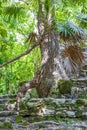 Tree roots grow through stones Mayan temple ruins Muyil Mexico Royalty Free Stock Photo